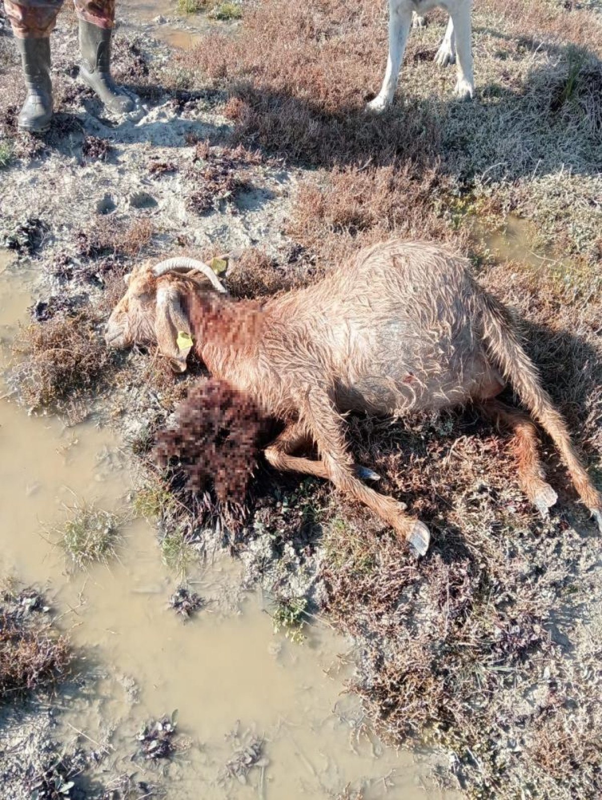 Mersin'de Sokak Köpeklerinin Çiftlik Hayvanlarına Saldırısı
