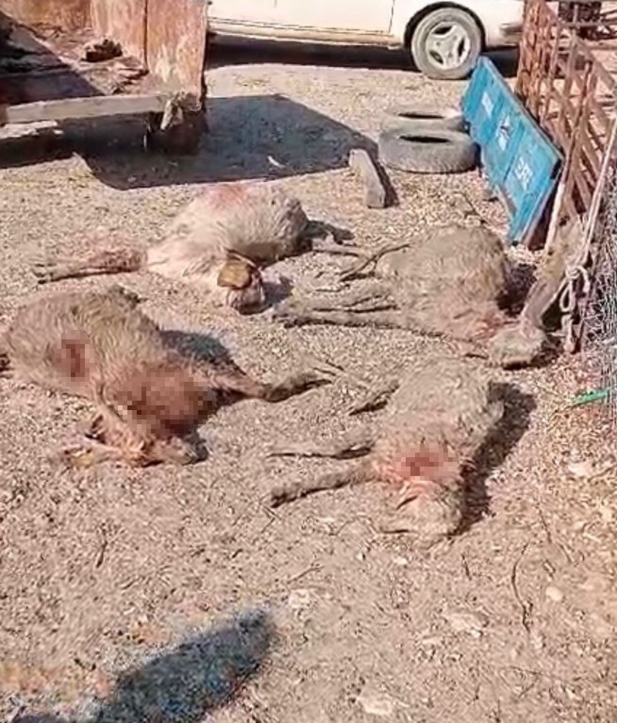 Mersin'de Sokak Köpeklerinin Çiftlik Hayvanlarına Saldırısı