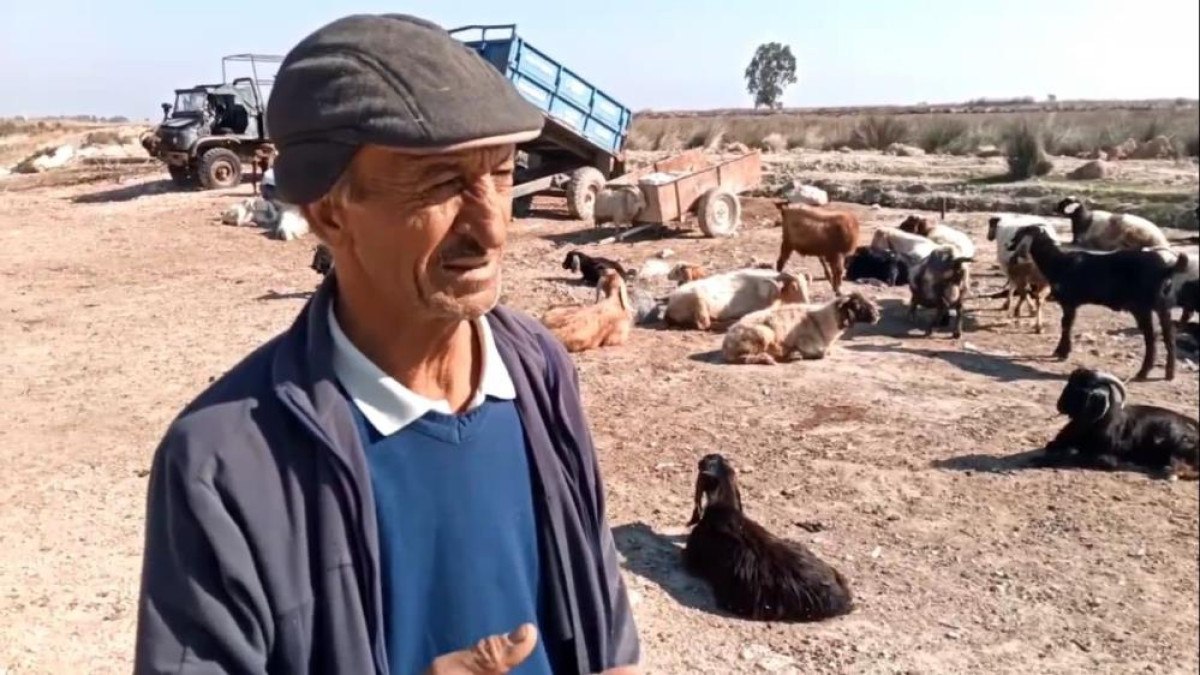 Mersin'de Sokak Köpeklerinin Çiftlik Hayvanlarına Saldırısı