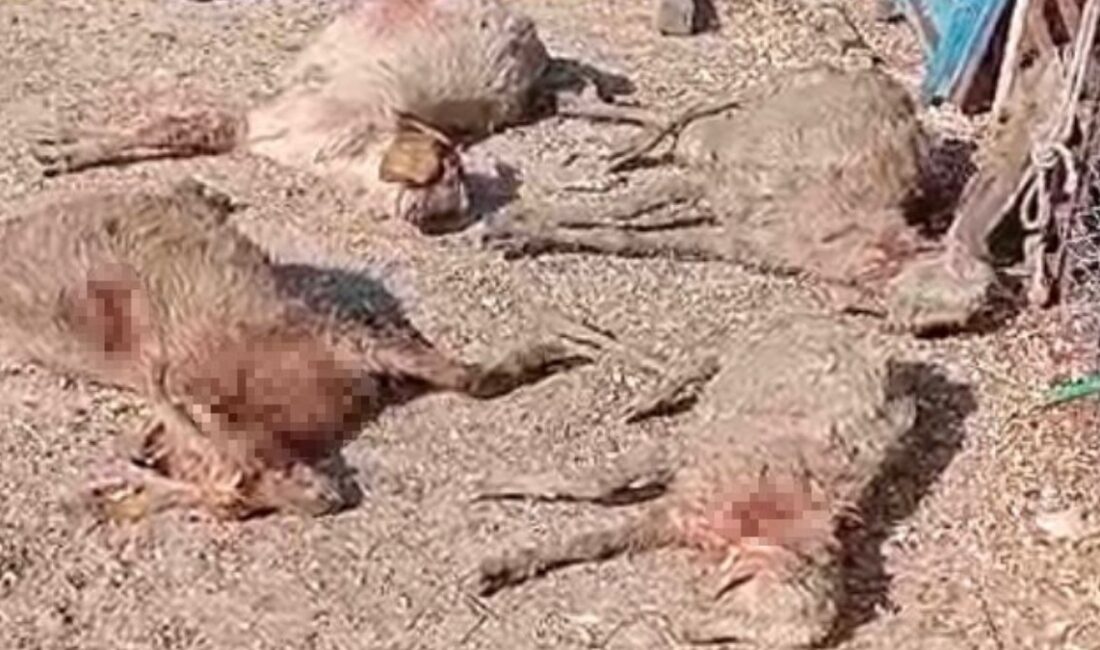 Mersin'de sokak köpeklerinin çiftlik hayvanlarına yönelik saldırıları artıyor. Bu durumun