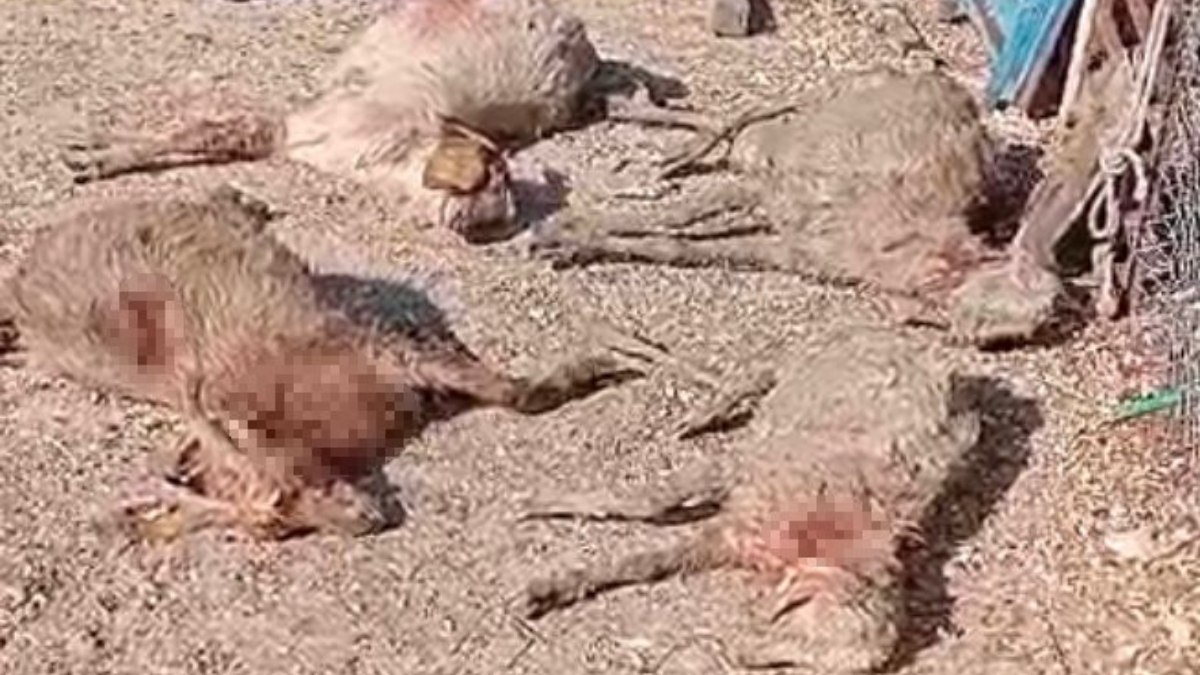 Mersin'de sokak köpeklerinin çiftlik hayvanlarına yönelik saldırıları artıyor. Bu durumun