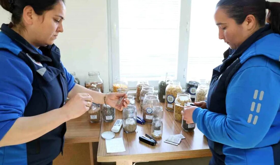 Muğla Büyükşehir Belediyesi, yerel tarımı desteklemek amacıyla yerel tohum dağıtımına