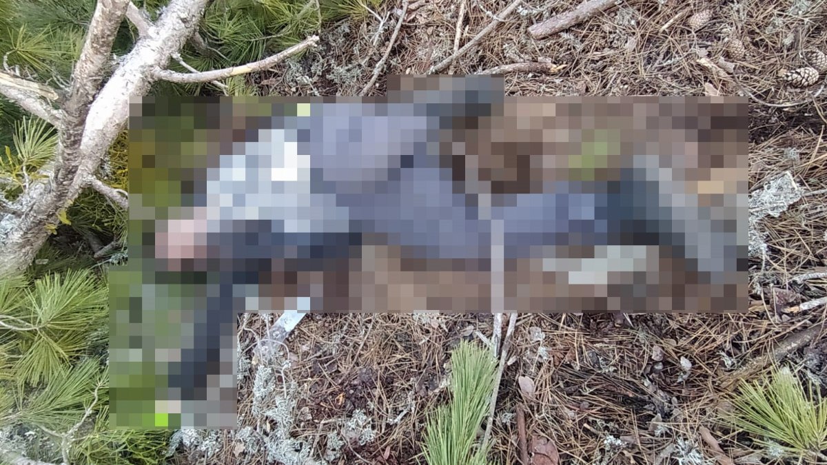 Ormanlık alanda ağaç kesimi sırasında meydana gelen trajik kazalar, hem