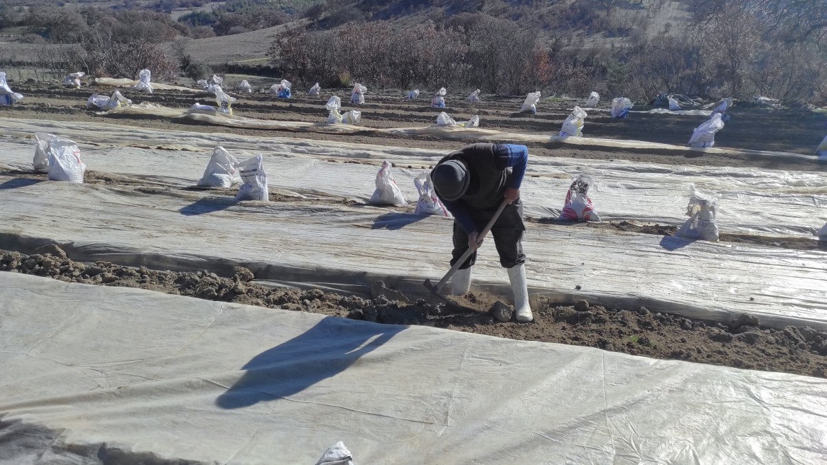 Selendi'de Tütün Tarımında Canlanma