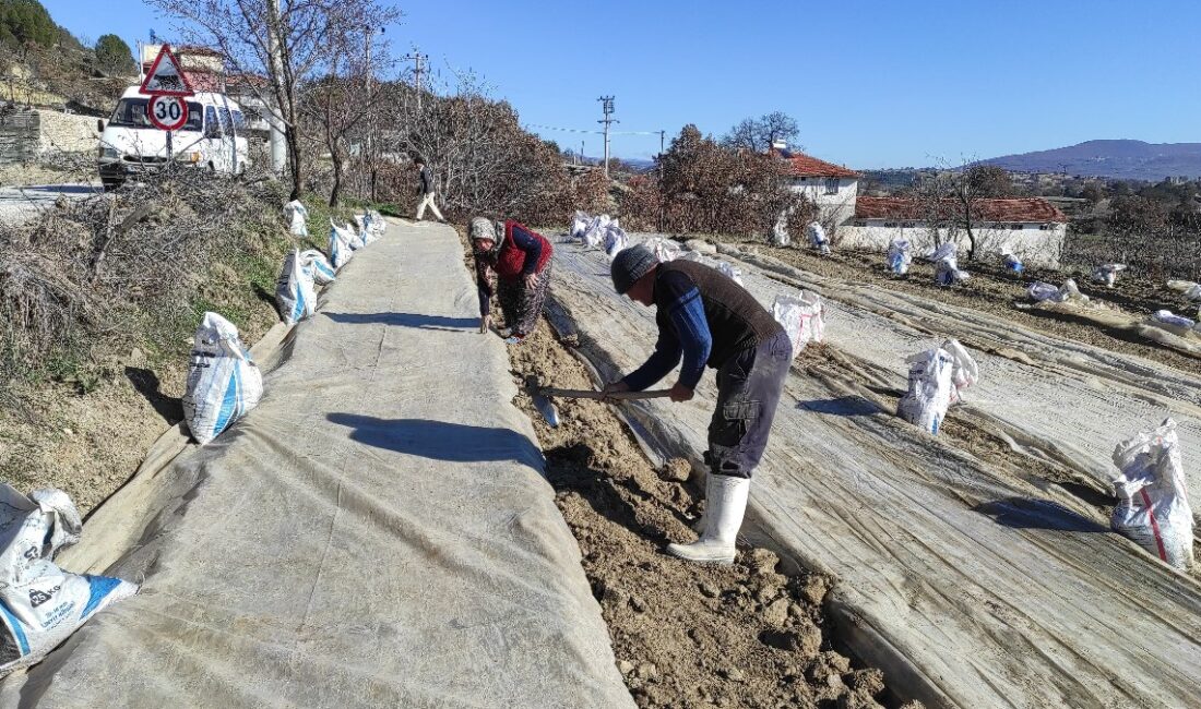Selendi'de tütün tarımının yeniden canlanması, yerel ekonomiyi güçlendirirken, çiftçilere yeni