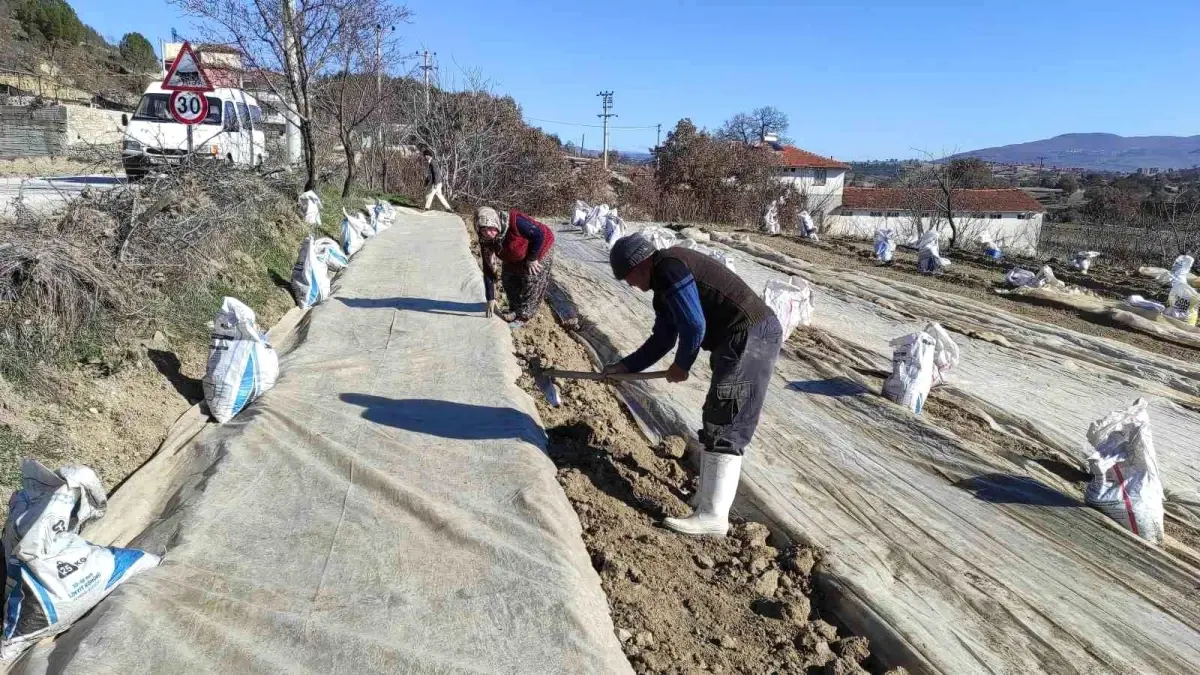 Selendi'de tütün üretimi yeniden canlanıyor. Yerel çiftçilerin desteklenmesi ve modern