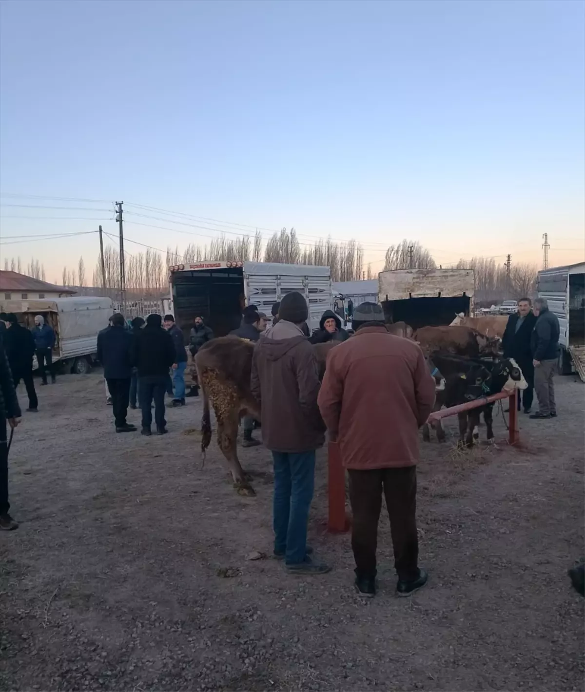 Sivas'ın Ulaş ilçesinde uzun bir aradan sonra canlı hayvan pazarı