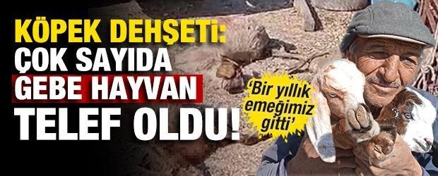 Sokak Köpeği Saldırısı: Öğrenci Hastaneye Kaldırıldı
