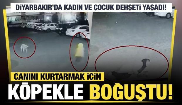 Sokak Köpeği Saldırısı: Öğrenci Hastaneye Kaldırıldı