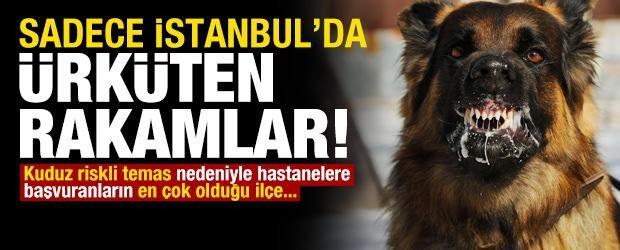 Sokak Köpeği Saldırısı: Öğrenci Hastaneye Kaldırıldı