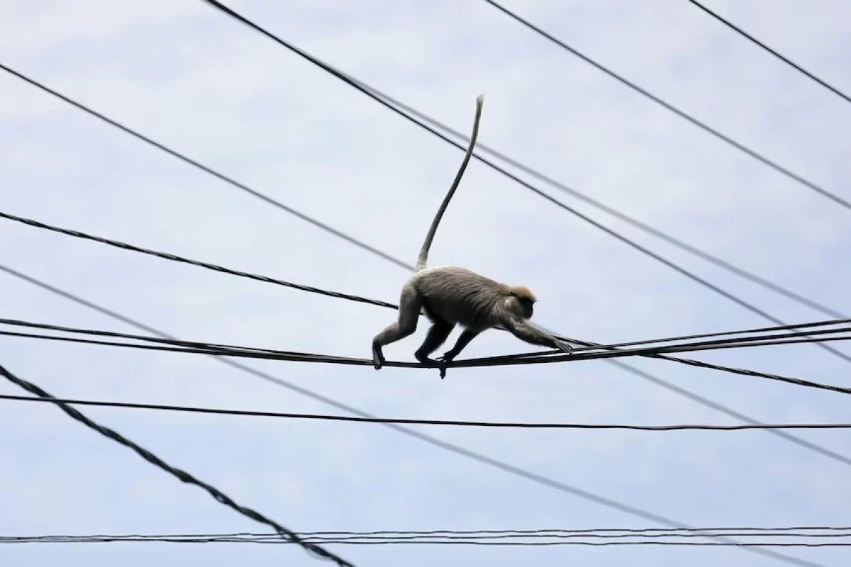 Sri Lanka'da Elektrik Kesintisine Maymun Sebep Oldu