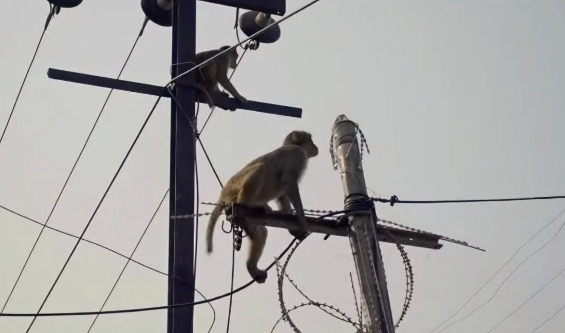 Sri Lanka'da meydana gelen elektrik kesintisinin ardında ilginç bir sebep