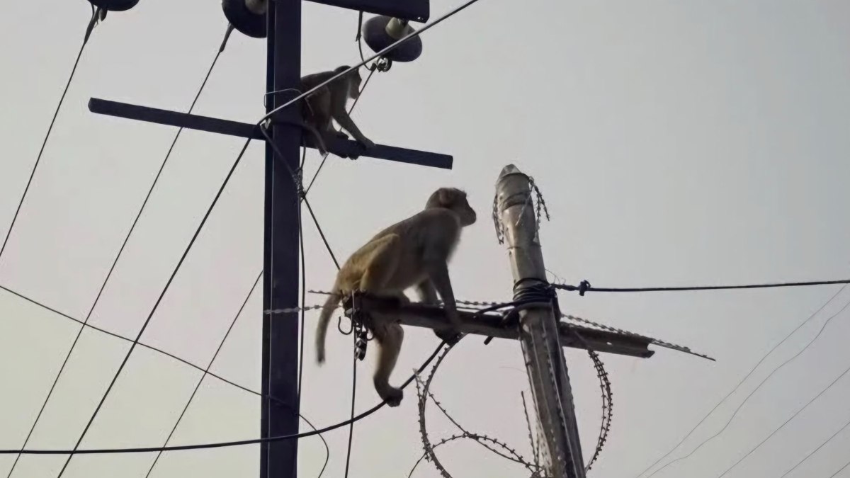 Sri Lanka'da meydana gelen elektrik kesintisinin ardında ilginç bir sebep
