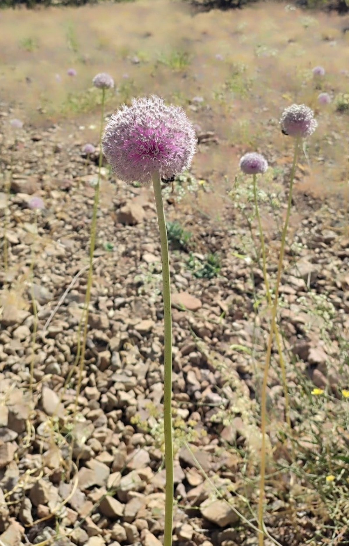 Tunceli Sarımsağı'nın Yaygınlaştırılması Projesi