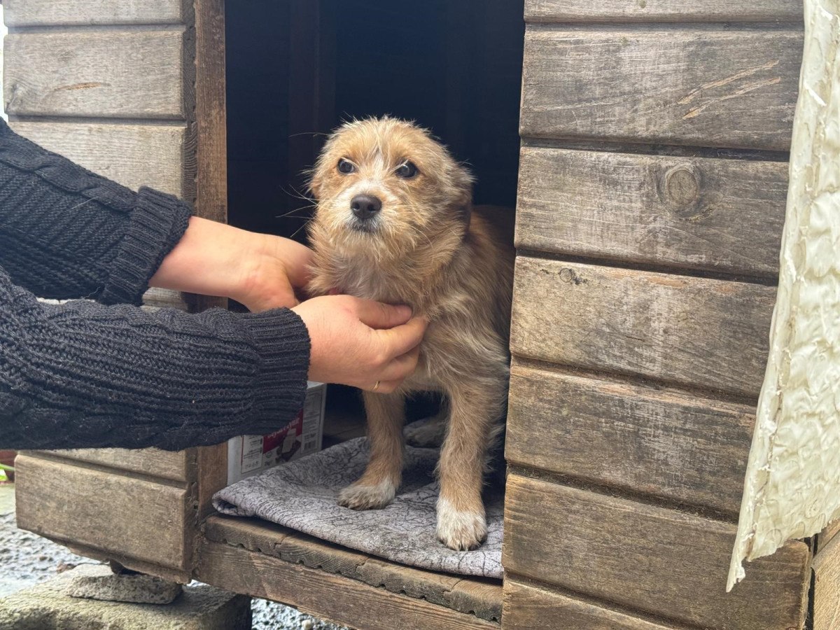 Zonguldak'ta Terk Edilen Köpeğe Komşular Sahip Çıktı