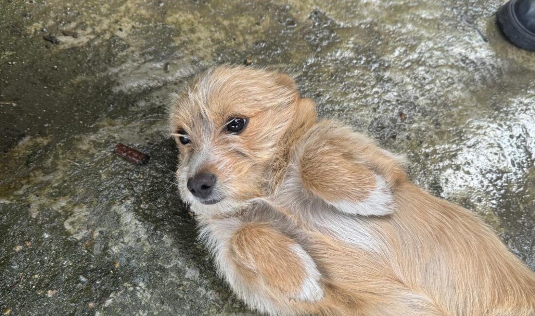 Zonguldak'ta terk edilen bir köpeğe komşular sahip çıkarak onun için