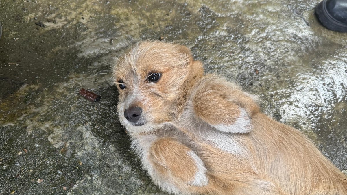 Zonguldak'ta terk edilen bir köpeğe komşular sahip çıkarak onun için