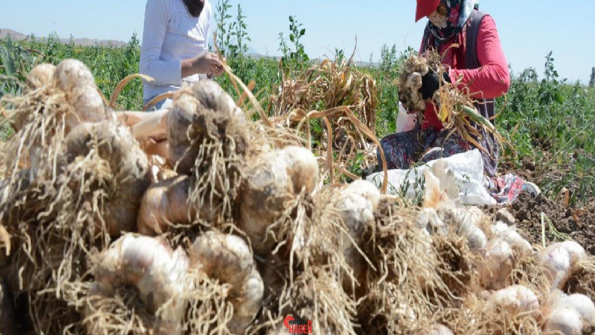 İspanya'dan bir sarımsak üretim ve endüstriyel ekipman firması, Aksaray'daki sarımsak