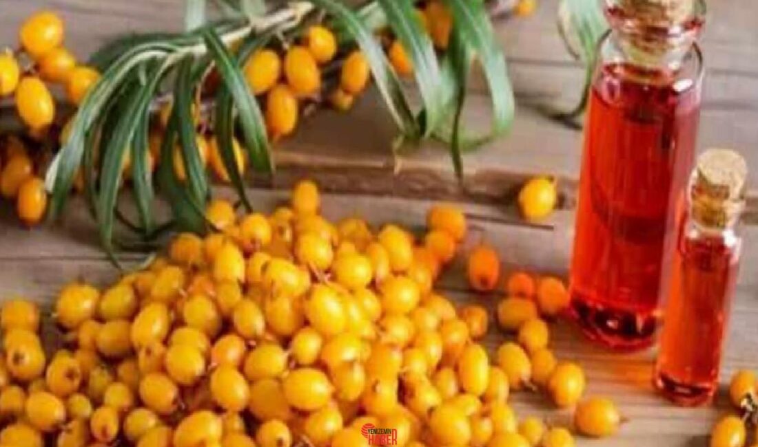 Doğal bir sıhhat destekçisi olan alıç sirkesi, sindirimden kalp sıhhatine