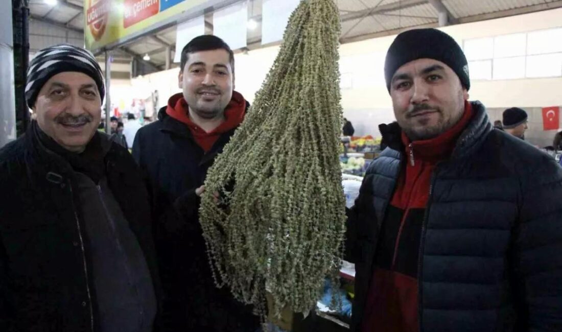 Amasya'nın çiçek bamyasının fiyatı, gram altını geçerek 3.500 TL'ye ulaştı.