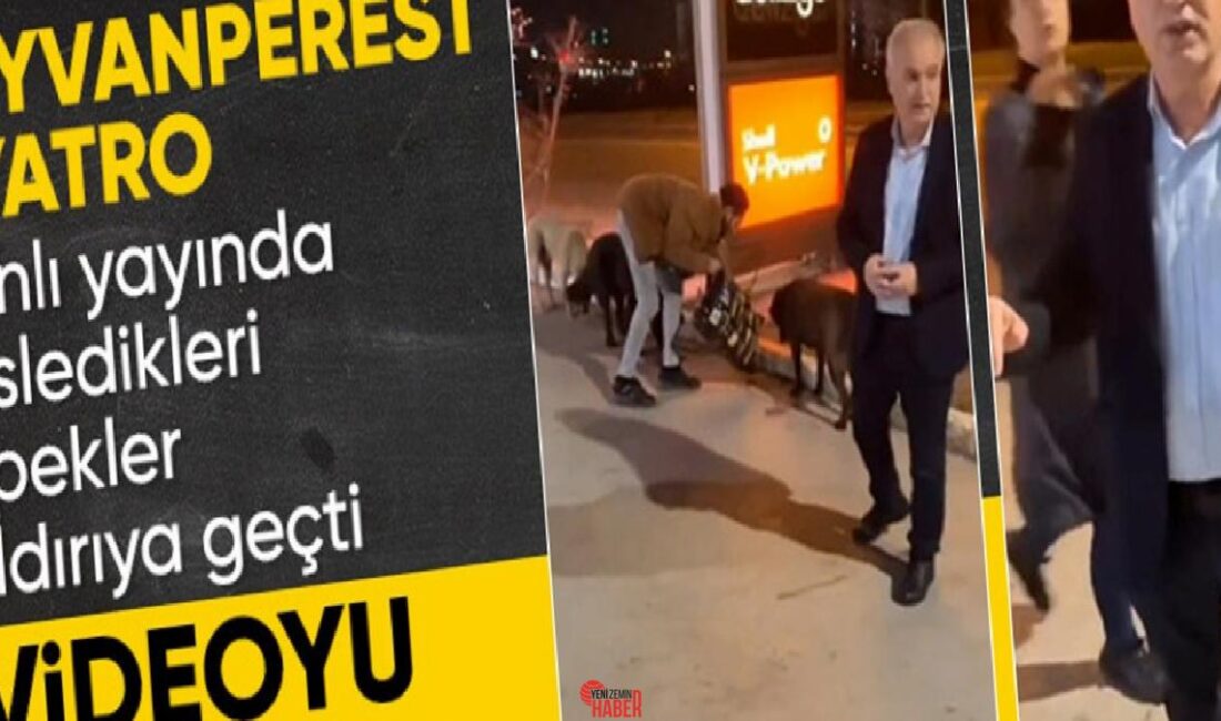 Ankara'da başıboş sokak köpeklerini besleyen bir küme, köpeklerin bir anda