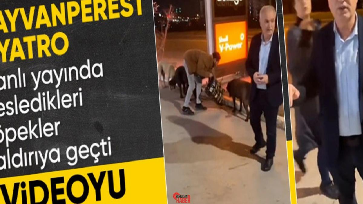 Ankara'da başıboş sokak köpeklerini besleyen bir küme, köpeklerin bir anda