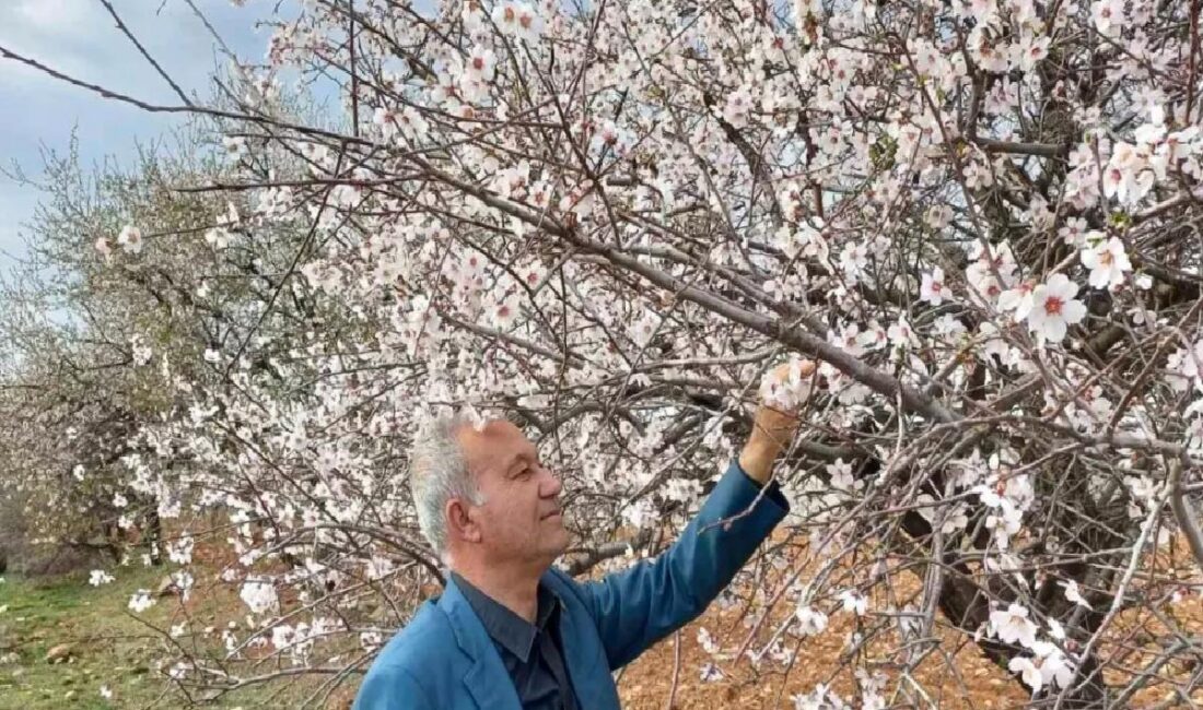 Gaziantep'in Araban ilçesinde meyve ve badem ağaçları çiçek açtı, bahar