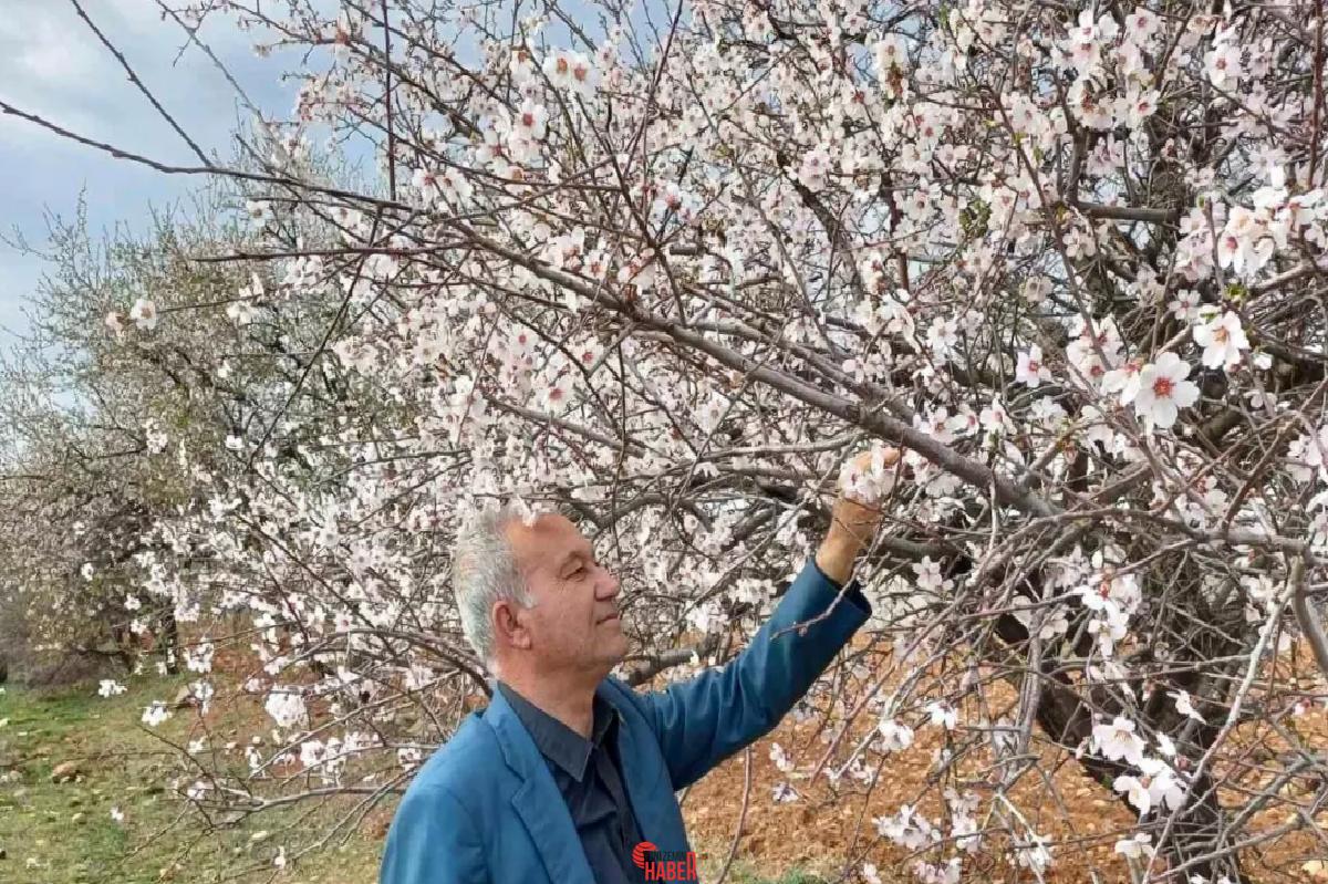Gaziantep'in Araban ilçesinde meyve ve badem ağaçları çiçek açtı, bahar