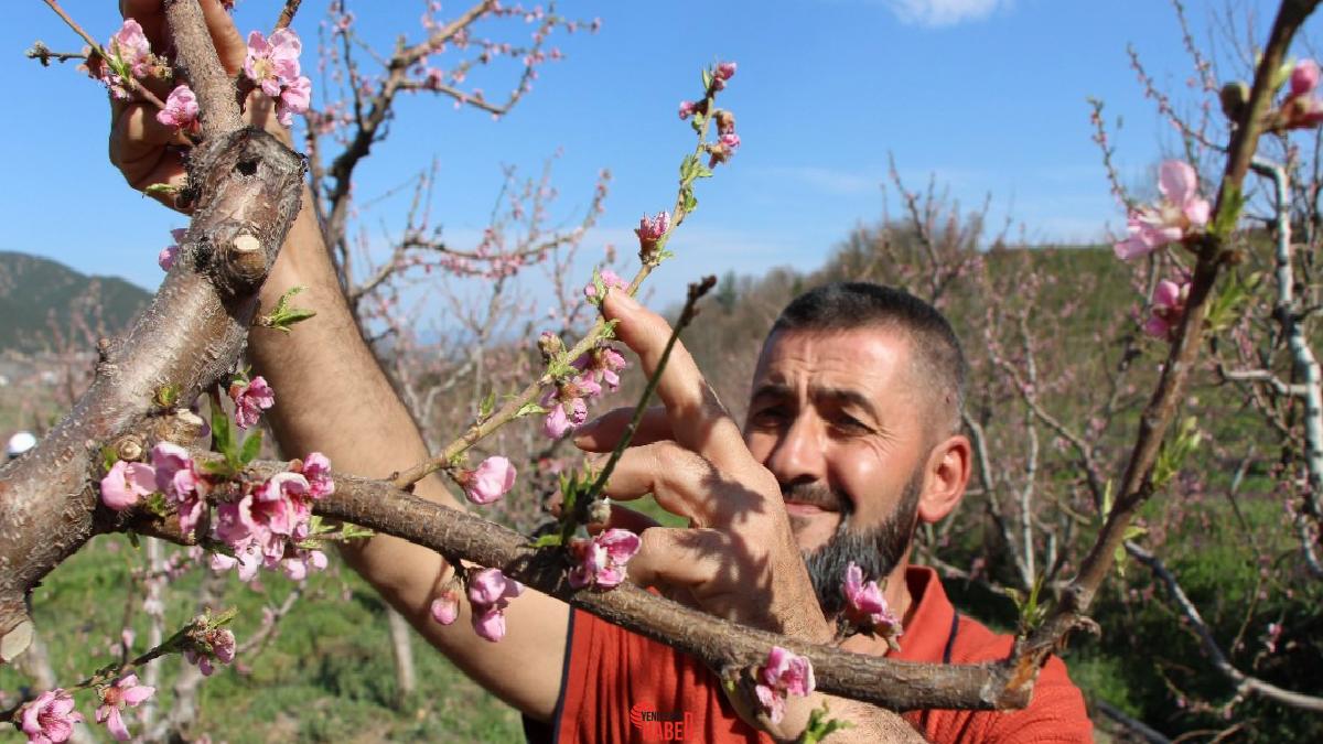 Taşova ilçesinde, bir çiftçinin erkenden tomurcuk açan 400 meyve ağacını,