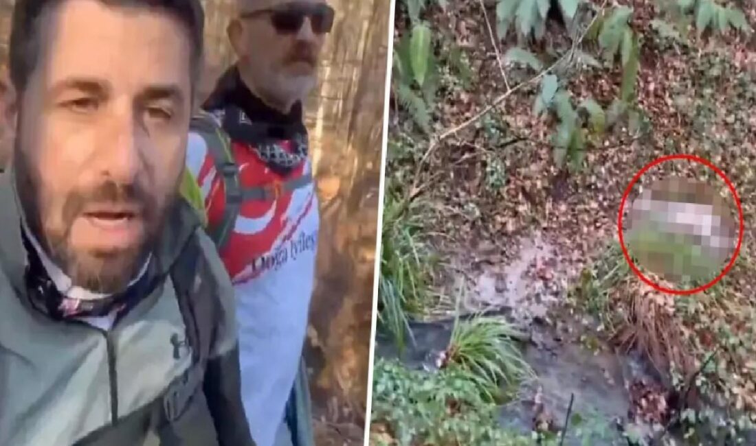 Belgrad Ormanı'nda yürüyüş yapan iki vatandaş, başıboş köpekler tarafından parçalanan