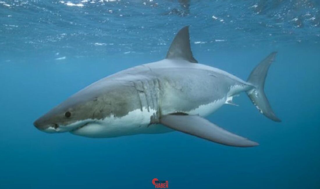 Denizlerin derinliklerinde karar sürmüş devasa bir avcı olan megalodonun gizemli