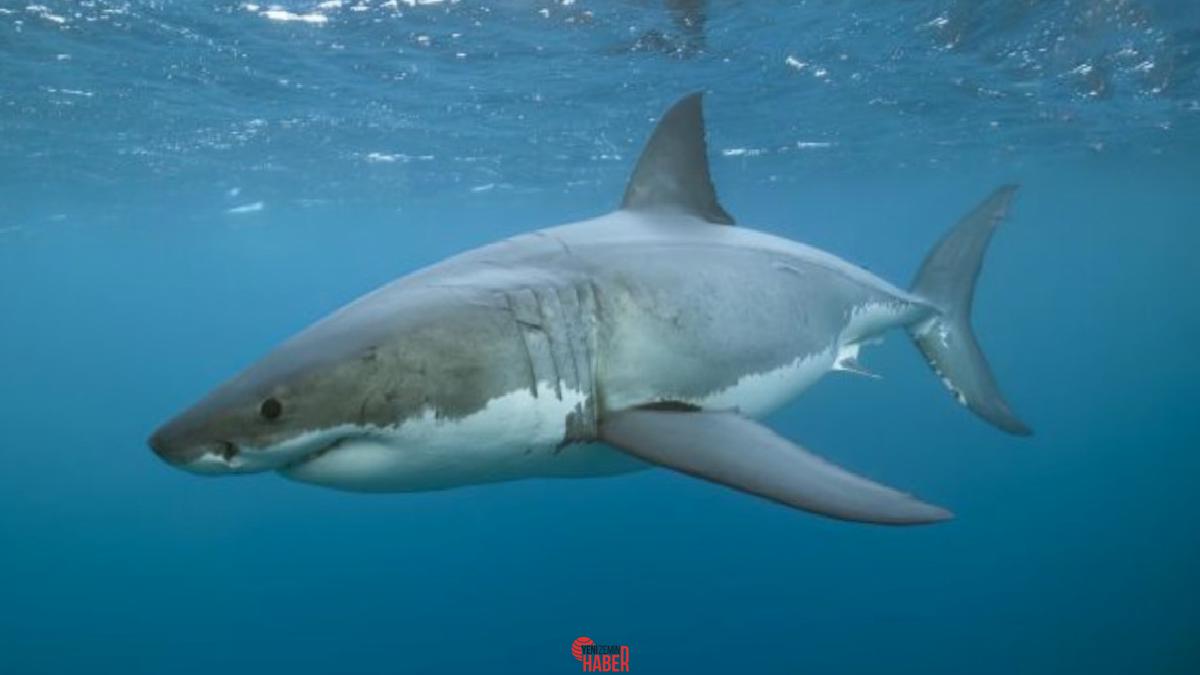 Denizlerin derinliklerinde karar sürmüş devasa bir avcı olan megalodonun gizemli