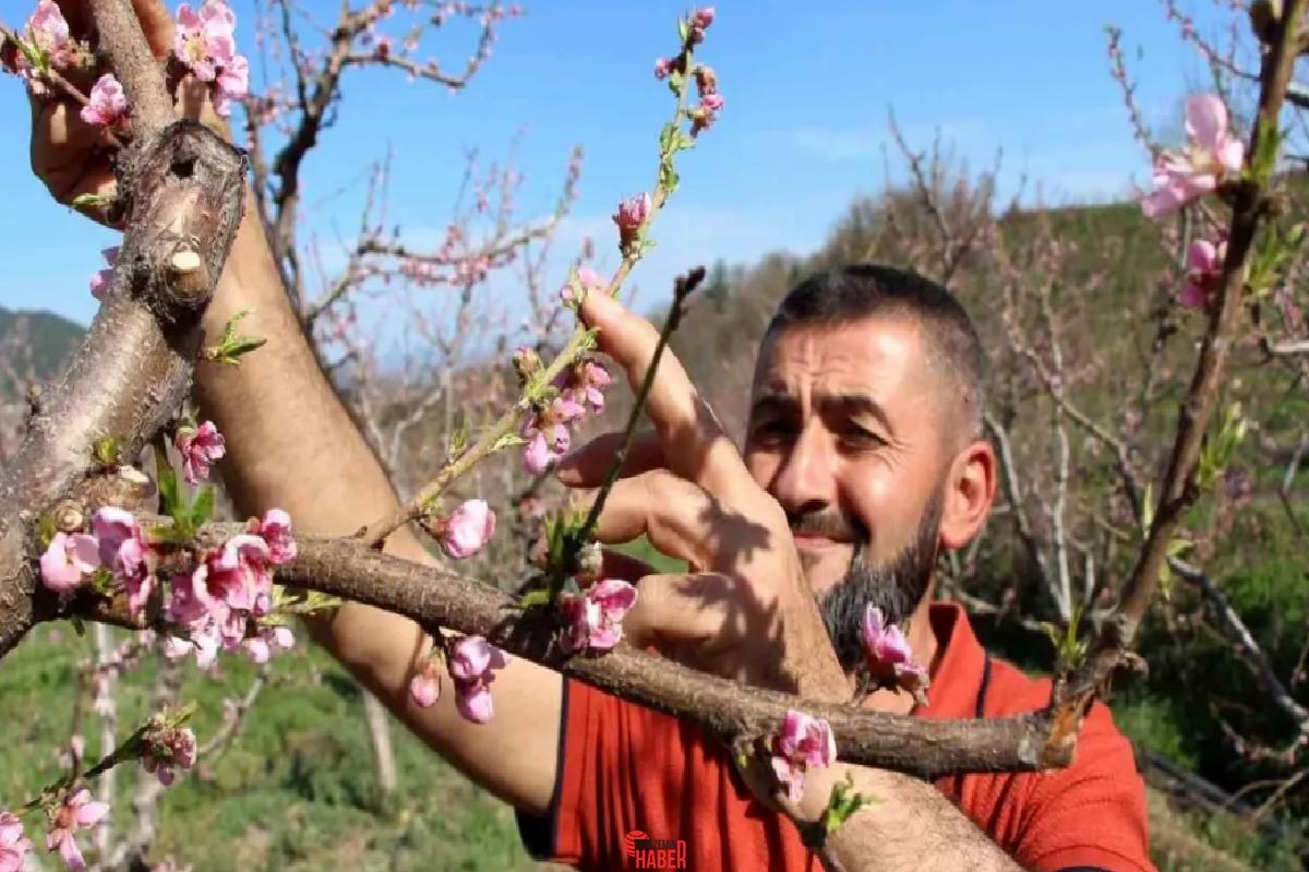Amasya'da çiftçi, dondurma sistemiyle erkenden tomurcuklanan ağaçlarını -12 dereceden korudu.