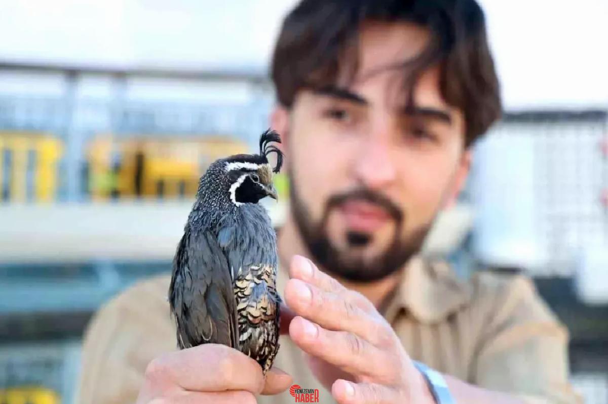 Hüseyin Göksel Karabulut, bıldırcın çiftliği kurarak yurt dışına egzotik tipler