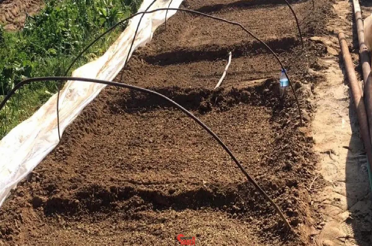 Ege'nin ünlü Emcelli biberleri, 150 yılı aşan gelenekle toprakla buluştu.
