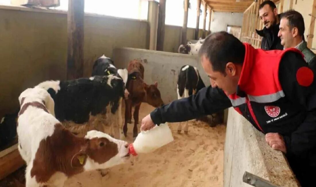 Erzincan'daki büyükbaş hayvancılık işletmeleri, arilik evrakı almak için çalışmalarını ağırlaştırdı.