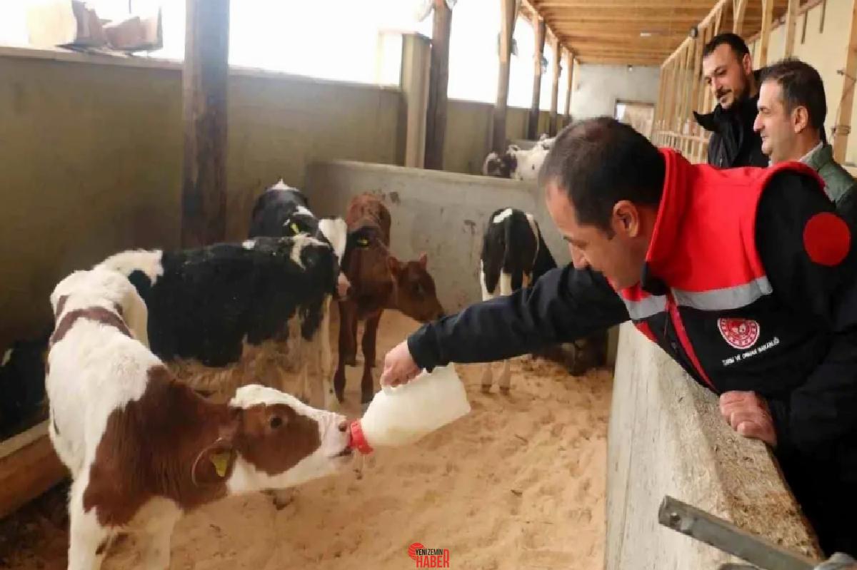Erzincan'daki büyükbaş hayvancılık işletmeleri, arilik evrakı almak için çalışmalarını ağırlaştırdı.