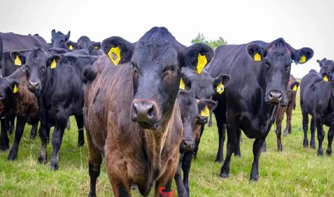 Tarım Bakanlığı'nın projesine Erzincan'da toplam 2071 kişi başvurdu, büyük ilgi