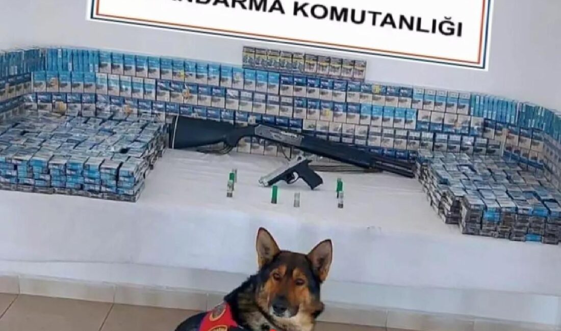 Jandarma, Erzurum'da 12 şüpheliyi yakalayarak kaçakçılık gereçleri ele geçirdi.