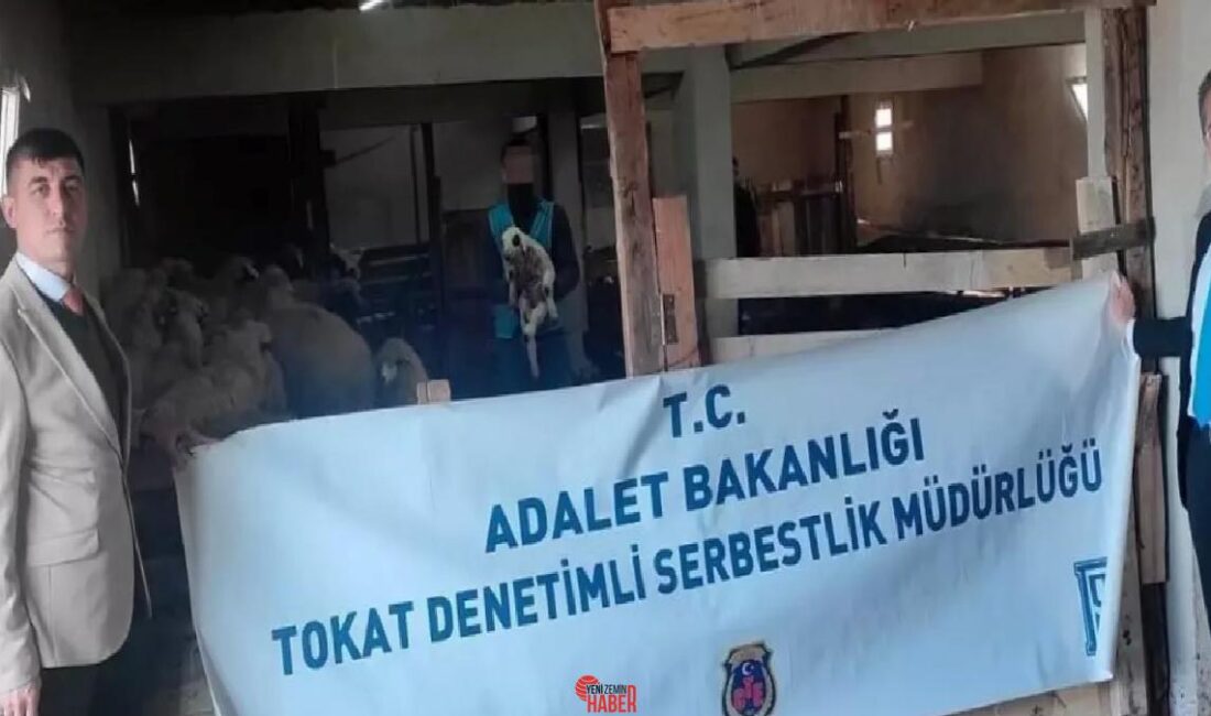 Tokat'ta eski hükümlü A.T., kontrollü hürlük önlemiyle koyun yetiştiriciliğine başladı.