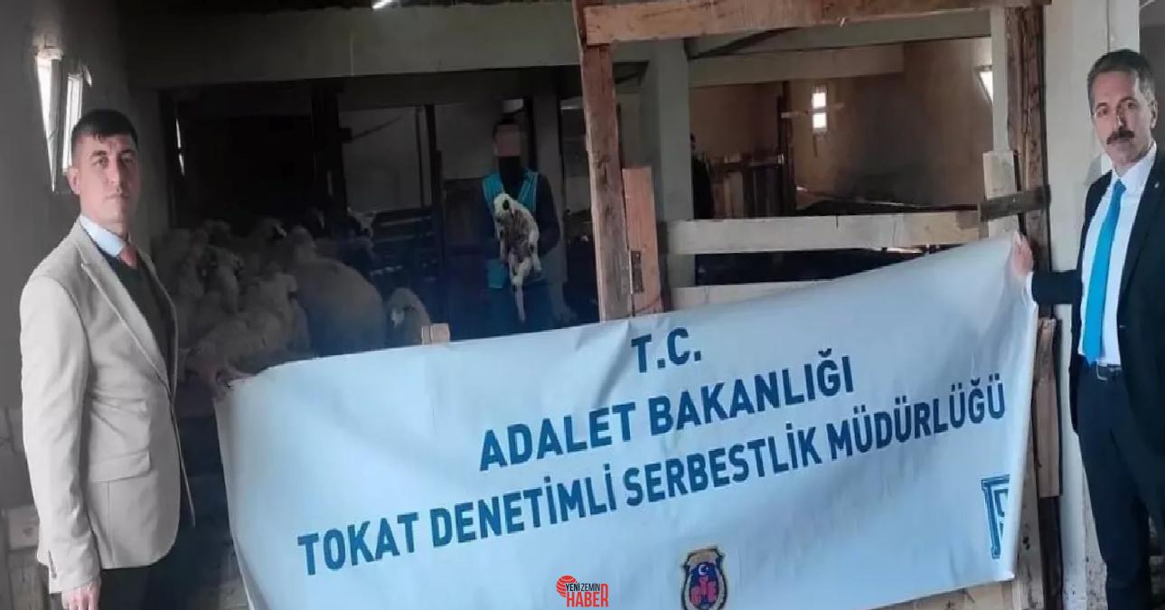 Tokat'ta eski hükümlü A.T., kontrollü hürlük önlemiyle koyun yetiştiriciliğine başladı.