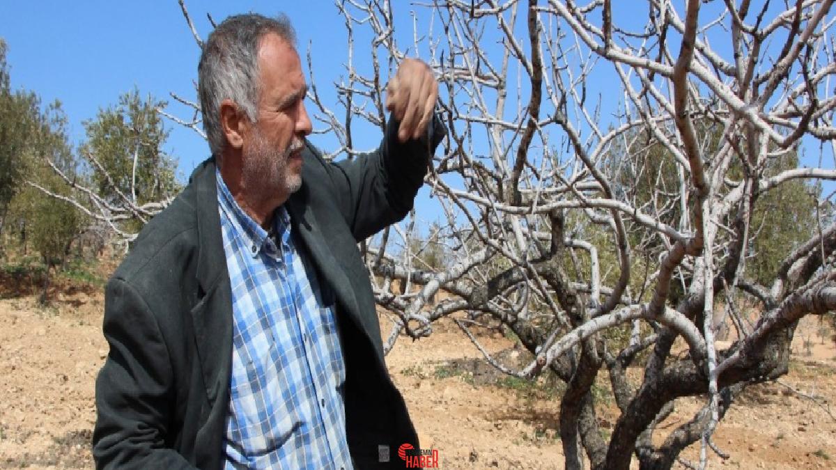 Gaziantep’te sıcaklıkların mevsim normallerinin üzerinde seyretmesi tarım eserlerini olumsuz etkilerken,