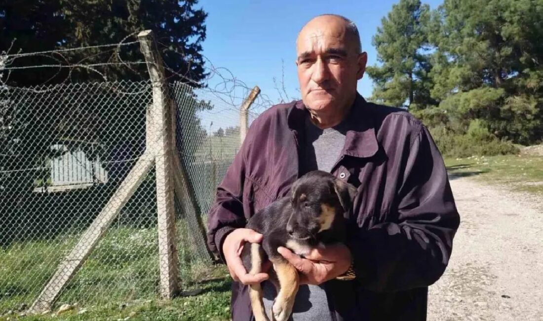 İzmir'in Gaziemir ilçesinde bir ormanlık alana terk edilen 25 yavru