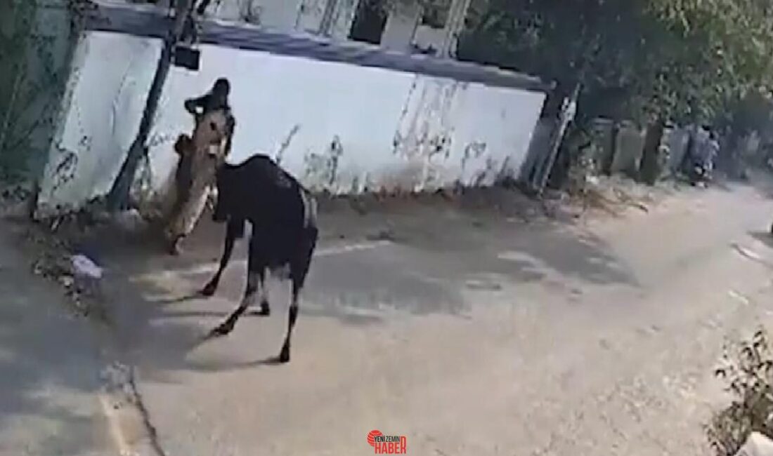 Hindistan’da sokak ortasında bir inek, yolda yürüyen anne ve çocuğuna