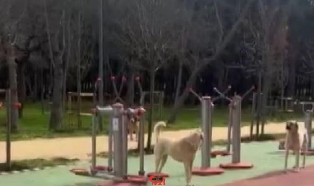 İstanbul'da bulunan Florya Atatürk Ormanı'nda başıboş köpekler, vatandaşları huzursuz ediyor.