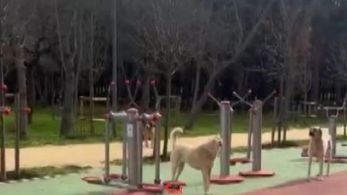 İstanbul'da bulunan Florya Atatürk Ormanı'nda başıboş köpekler, vatandaşları huzursuz ediyor.