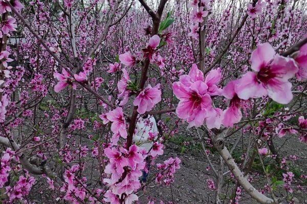 Hibya Haber Ajansı olarak Selçuk’taki bu eşsiz manzarayı havadan görüntüledik.