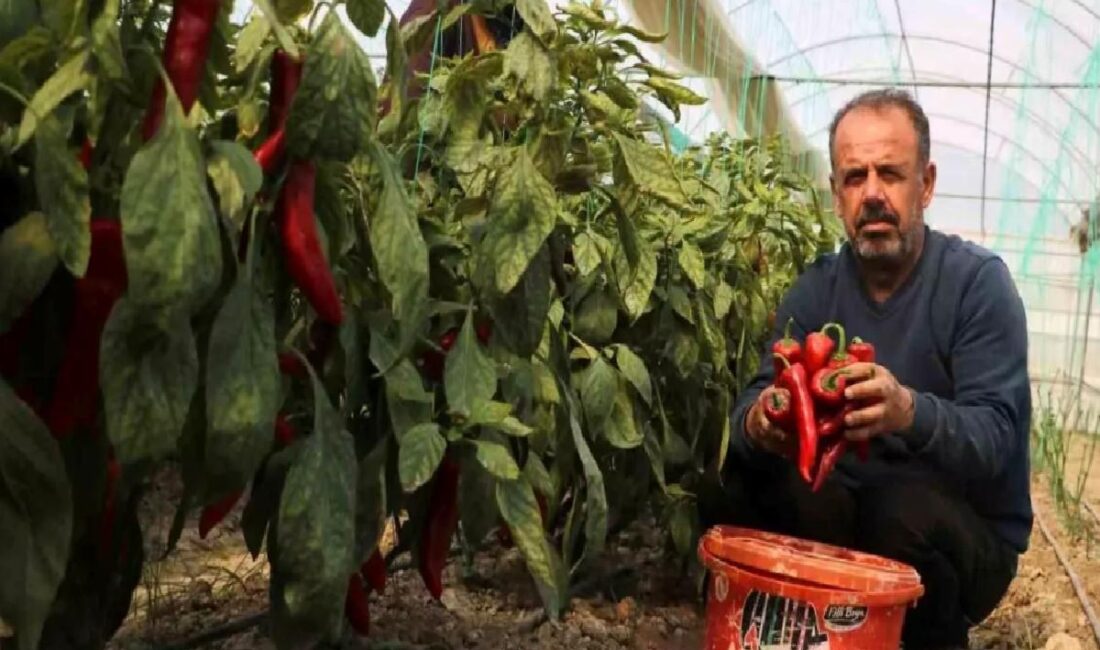 Hatay'da zirai don afeti sonrası kapya biberin fiyatı 50 TL'den