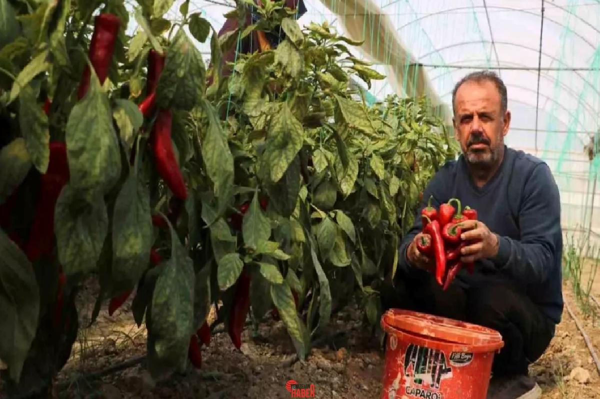 Hatay'da zirai don afeti sonrası kapya biberin fiyatı 50 TL'den
