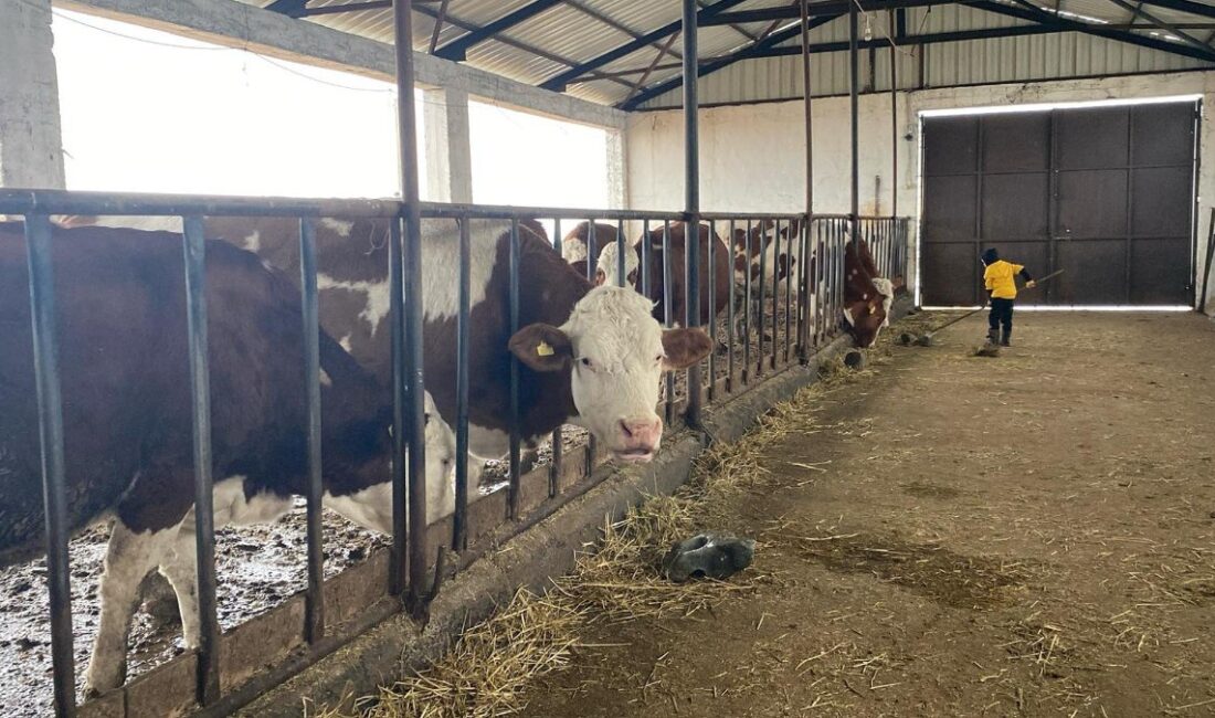 Akyaya ilçesinde bir hayvan yetiştiricisi, yarı açık ahır sistemine geçmesiyle,